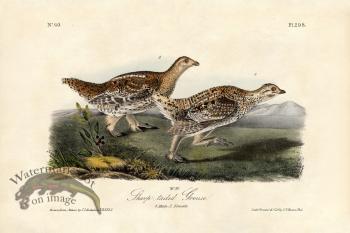 Sharp-tailed Grouse